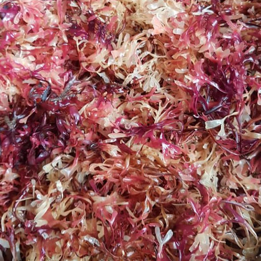 Chondrus Crispus - Irish Sea Moss (Bulk)