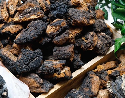 Premium Siberian Chaga Chunks - Mushroom