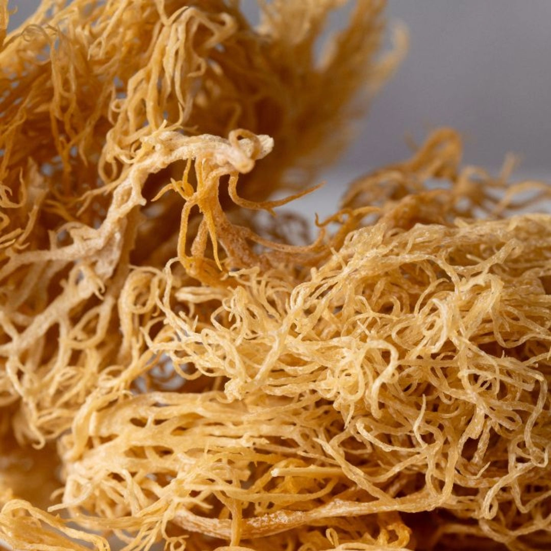 Premium Gold Sea Moss