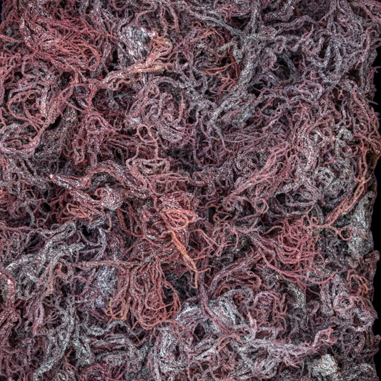 Raw Premium Purple - St Lucian Sea Moss (Bulk)