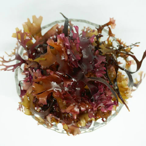 Chondrus Crispus - Irish Sea Moss